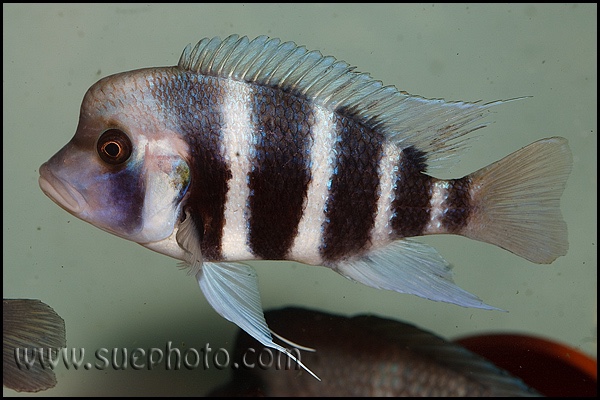 Cyphotilapia gibberosa 'Cape Nangu'